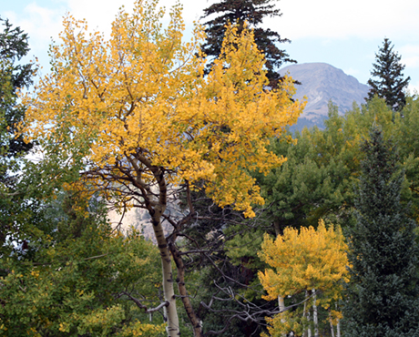 Colorado