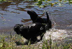 two loud black labs