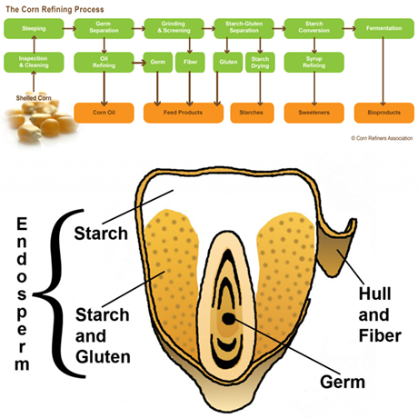 processing chart & corn kernel